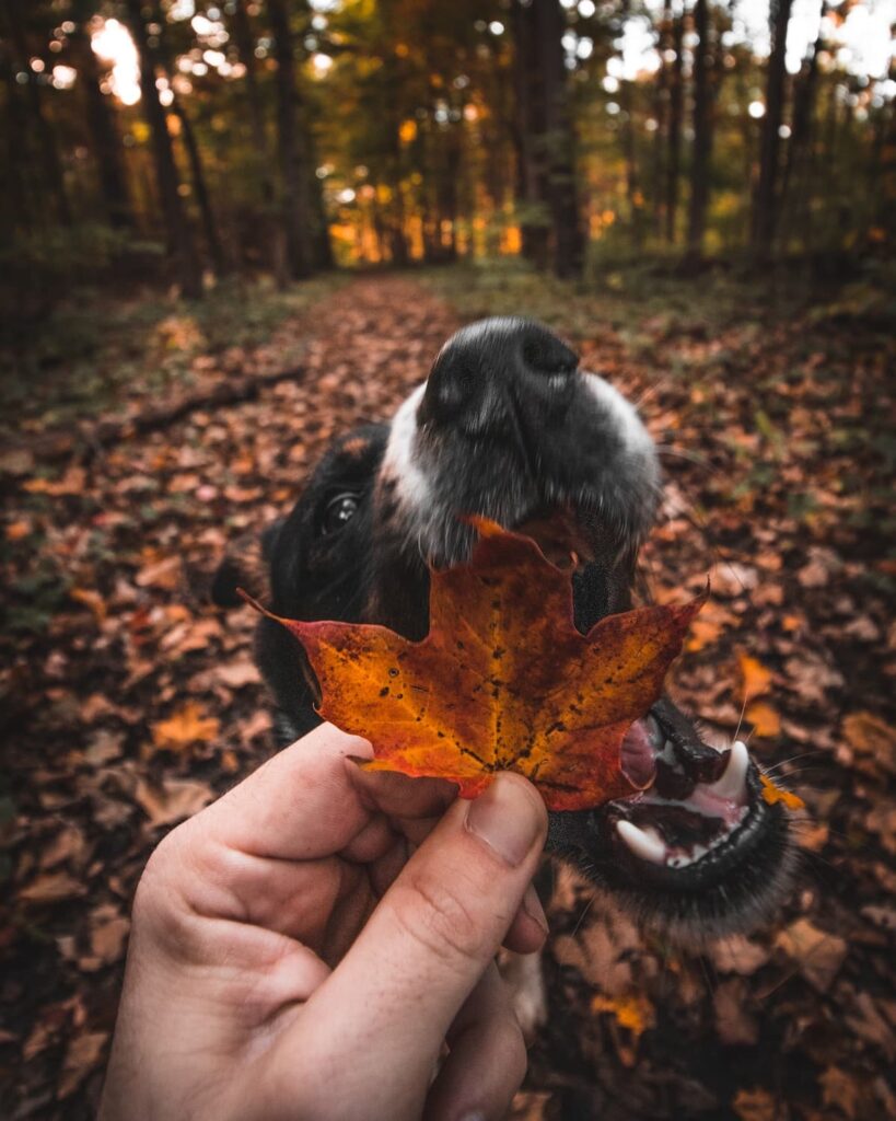dog eating a maple leaf